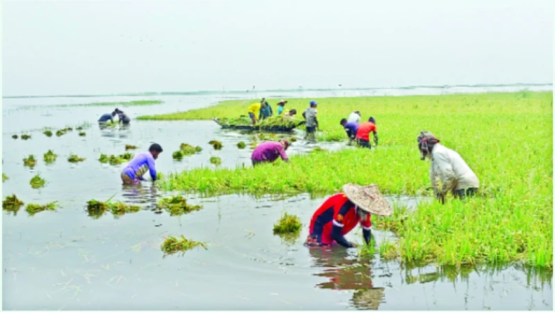 বৃষ্টির পানিতে তলিয়ে যাচ্ছে দেখার হাওরের বোরো ধান